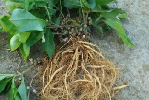 四葉參 市場價值高昂，農(nóng)民種植意愿為何低迷？