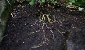 種植人參，做好這五步，可保證高產(chǎn)優(yōu)質(zhì)黑參產(chǎn)品